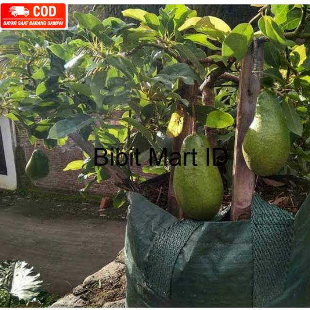 bibit alpukat super jumbo tabulampot