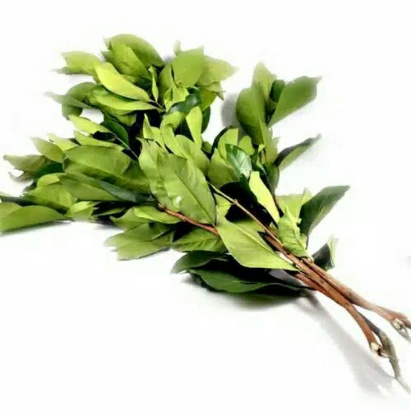 

daun salam