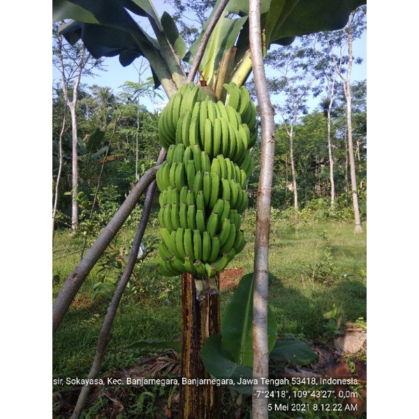 bibit pisang morosebo/dwarf cavendish