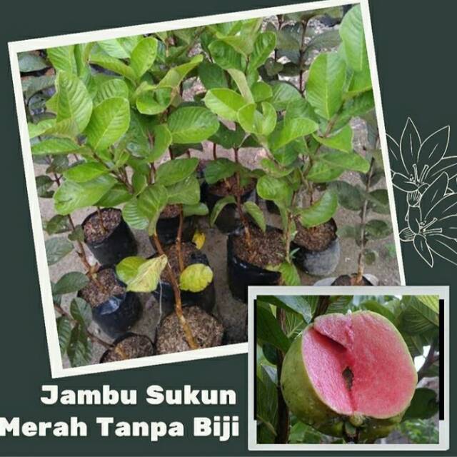 Jambu sukun merah tanpa biji/tanaman jambu tanpa biji