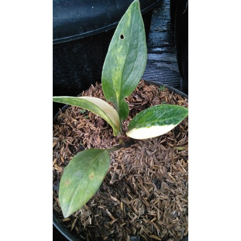 anturium jemani varigata