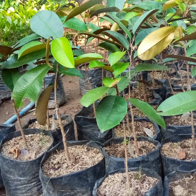 Bibit buah kenitu ungu