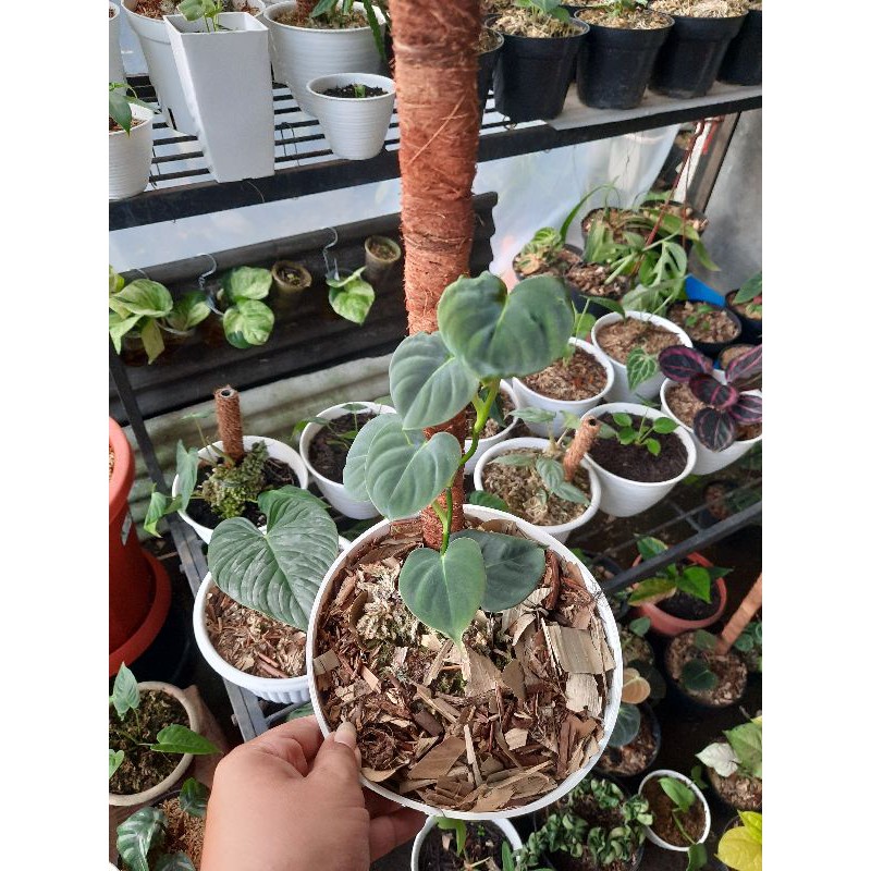 Philodendron Lupinum