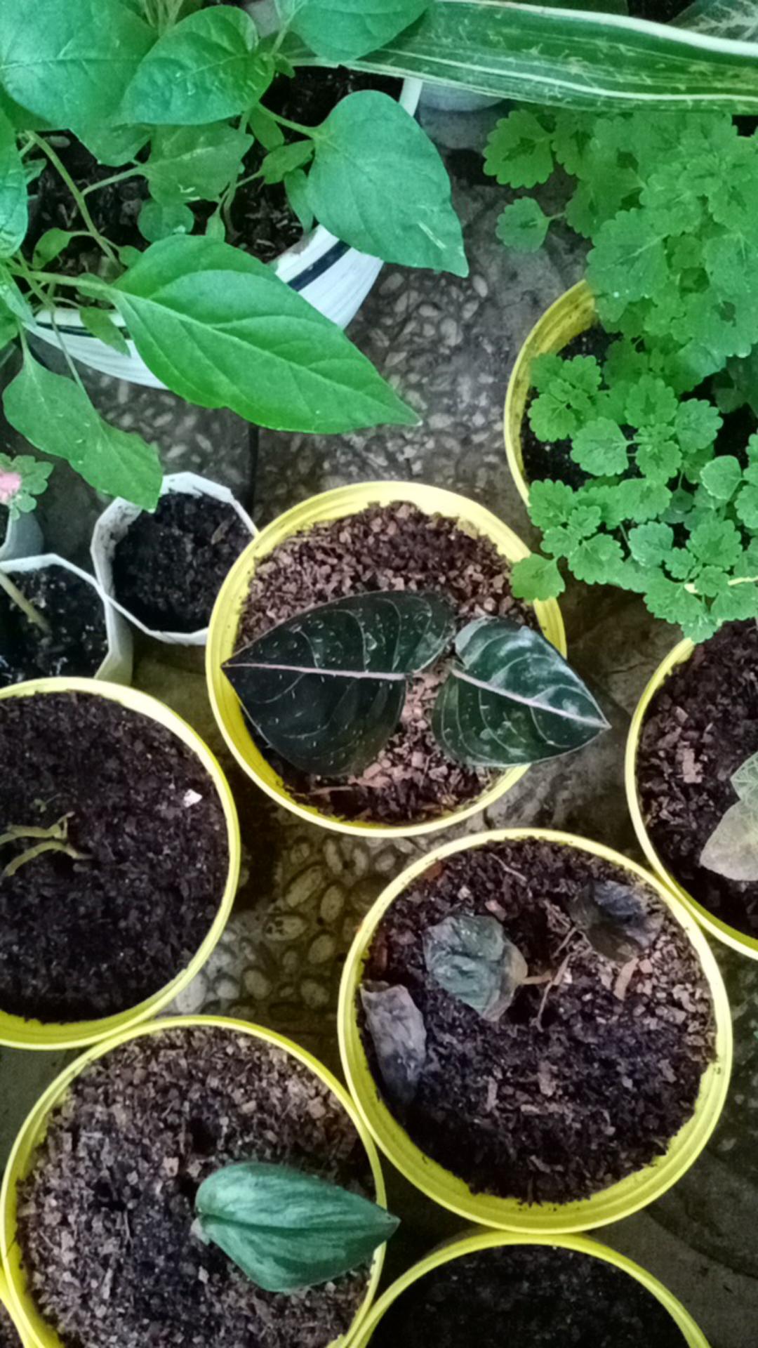 Aglonema Rotundum Aceh 2daun Reamja