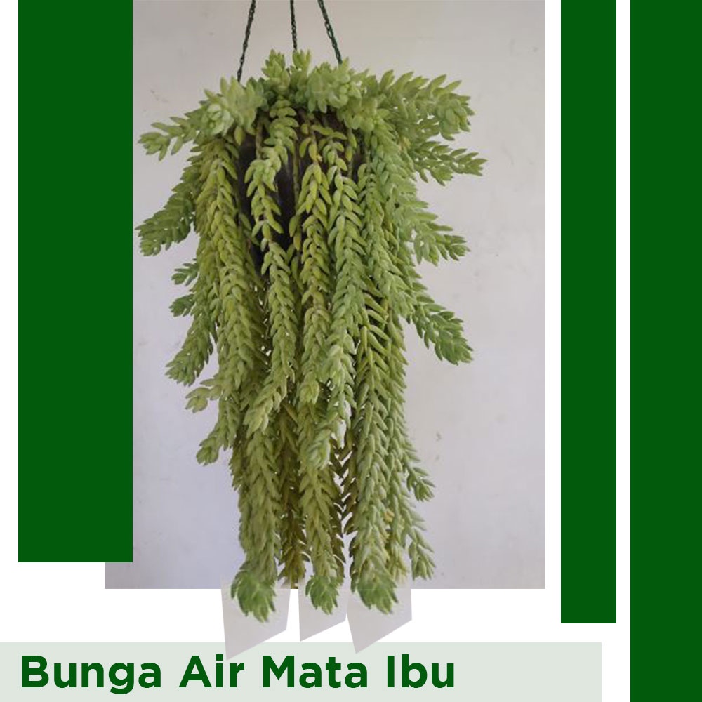 Bunga Air Mata Ibu | Bunga