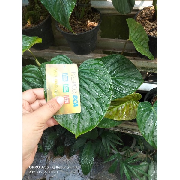 Philodendron Majestic