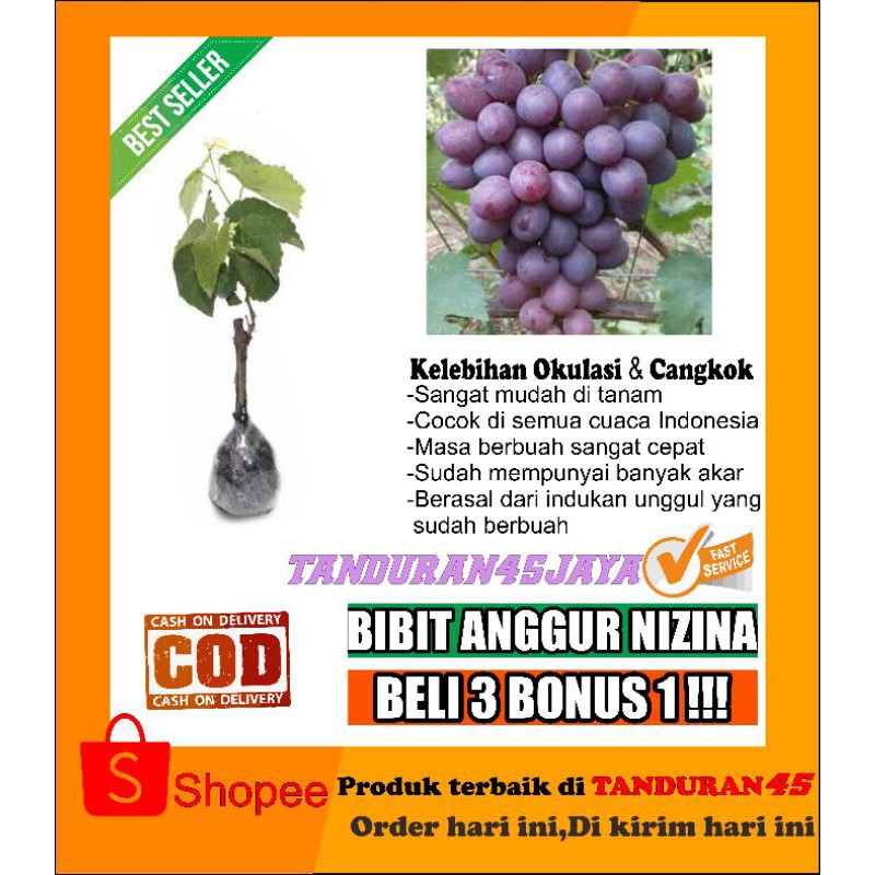 bibit anggur nizzina/bibit anggur import/bibit anggur import nizzina