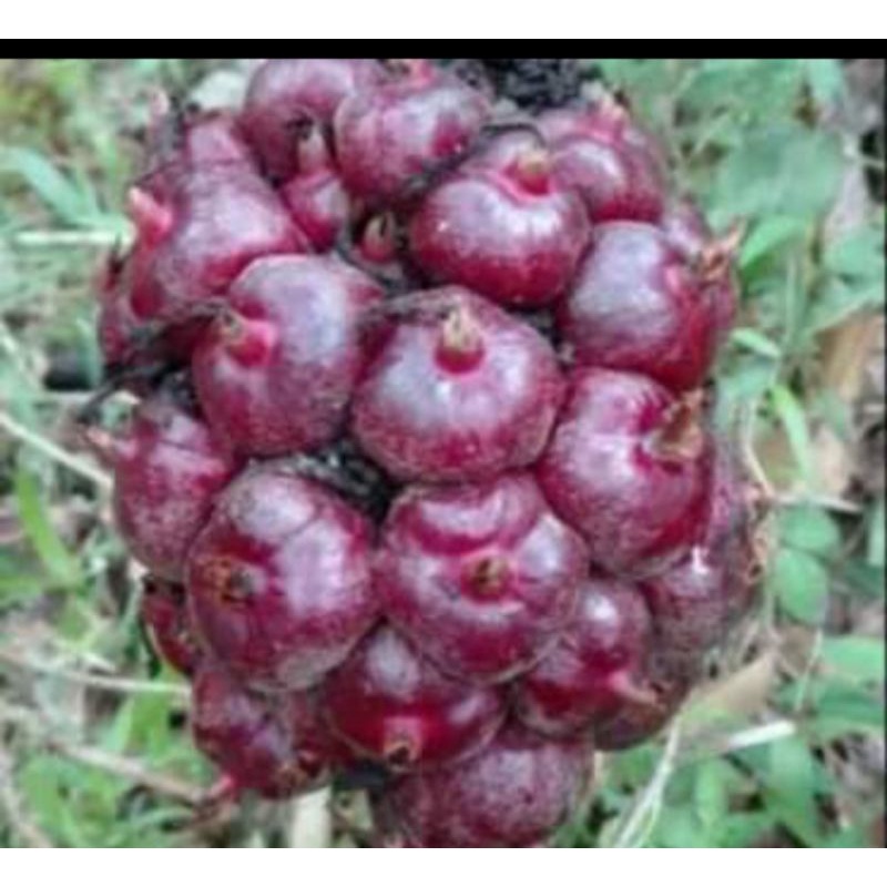 

Honje laka fresh 1 kg