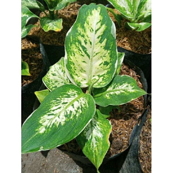 tanaman hias diven lukisan cinta