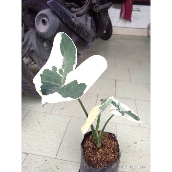 keladi tikus varigata