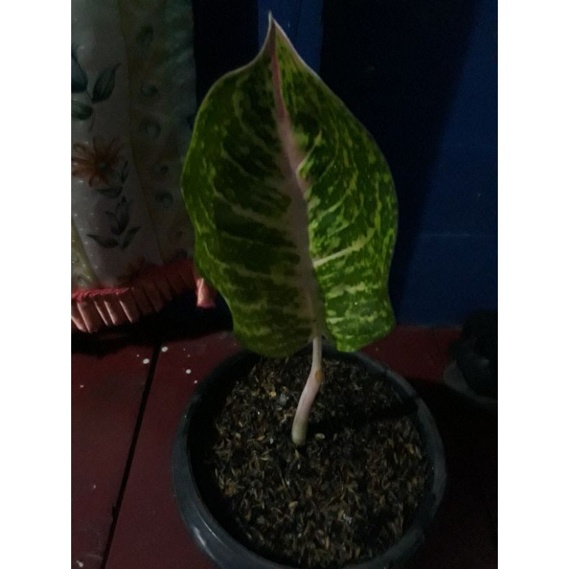 aglonema anakan moonlight