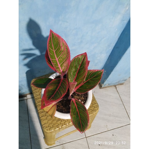 aglonema aglaonema Chinese Evergreen Sri rezeky Lipstik kanza rumpun 2