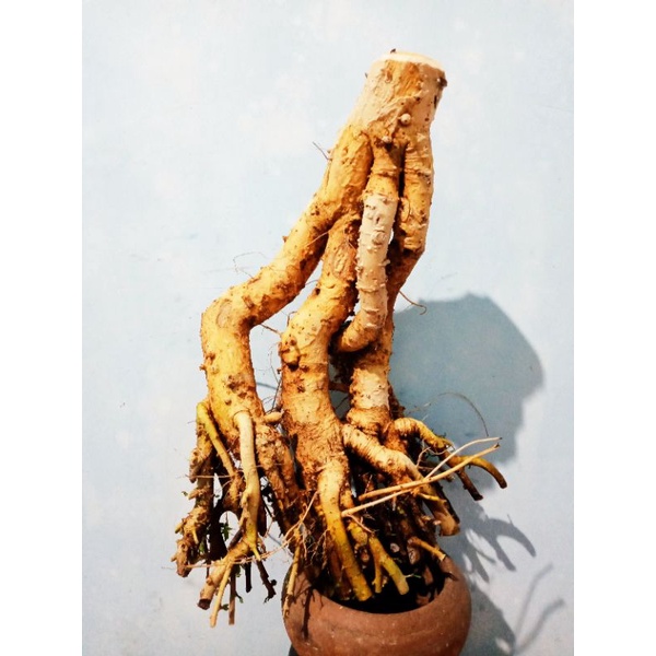 Bahan bonsai serut tanam terbalik real pict , large