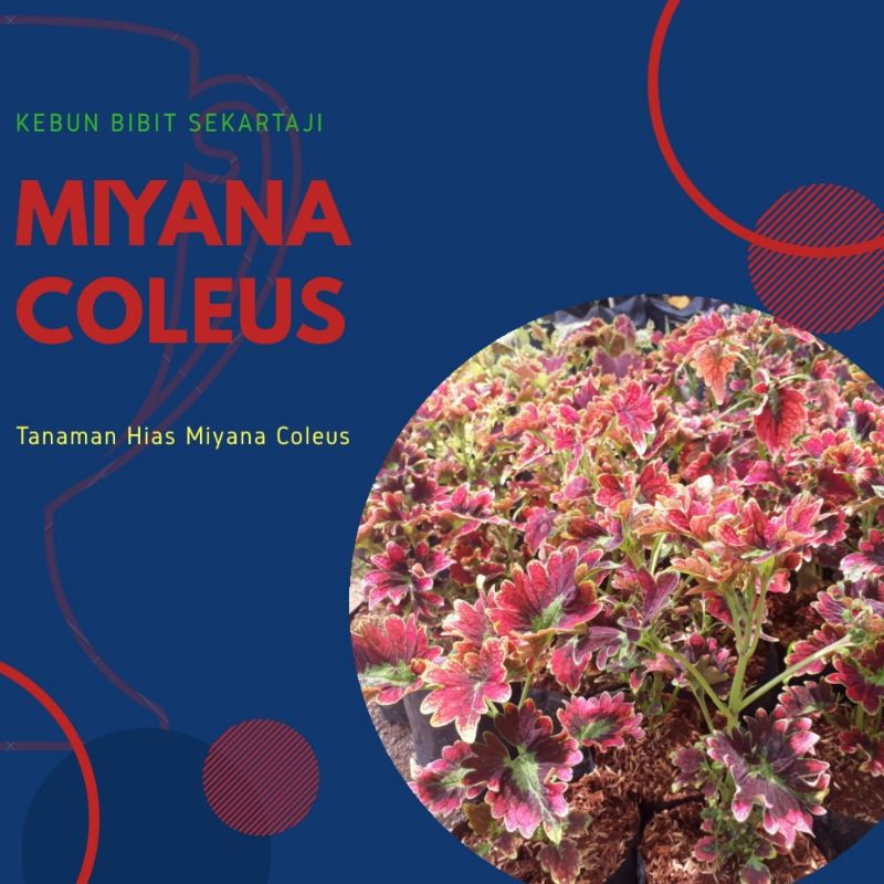 TANAMAN HIAS MIANA COLEUS / MIANA COLEUS