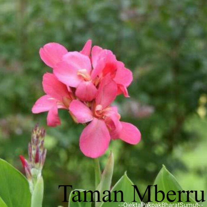 Tasbih Merah Jambu Canna glauca Pink Tanaman Paga Bunga & Tanaman