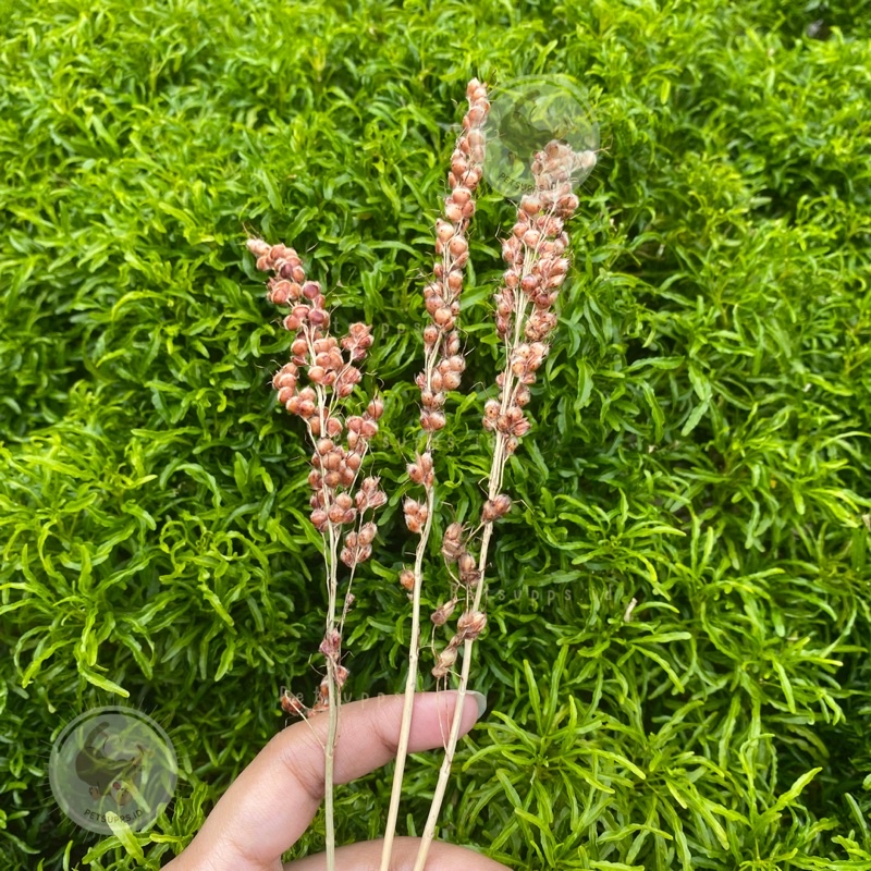 Red sorghum sprays 100gr | snack hamster | foxtail | broom sorgum | sudangrass