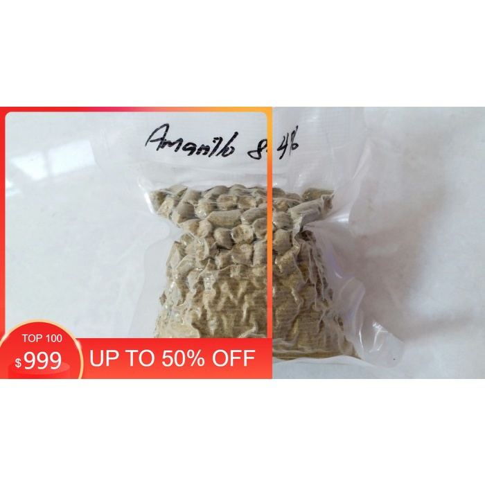 

Termurah Amarillo hops 8.4%AA