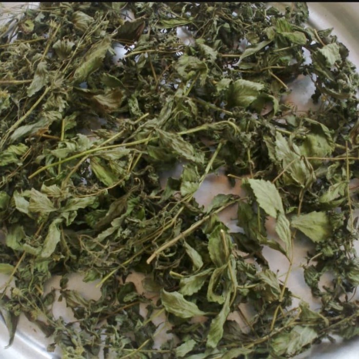 

DAUN STEVIA KERING UTUH Kwalitas Bagus - DRIED STEVIA LEAVES 250 g (1/4 kg)