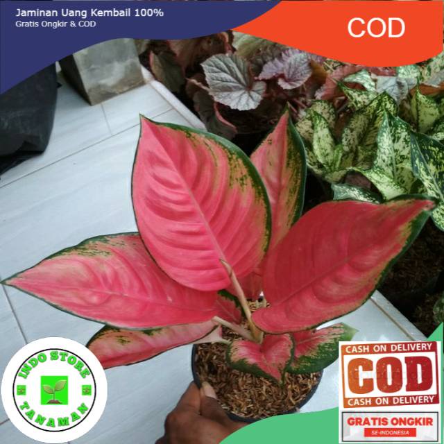 Tanaman hias AGLONEMA KOCHIN PINK-BIBIT AGLONEMA KOCHIN PINK
