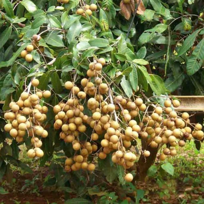 Bibit Kelengkeng Itoh / Bibit Buah / Tanaman Cr4Ft