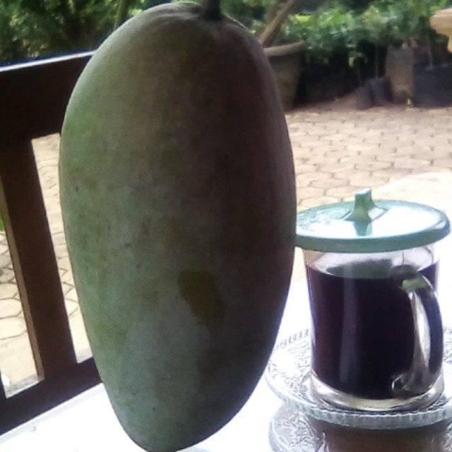 Bibit mangga kiojay okulasi buah super besar - tanaman buah mangga 50cm  - mangga kiojay