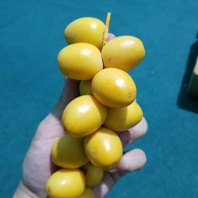 

Kurma Muda/1Kg