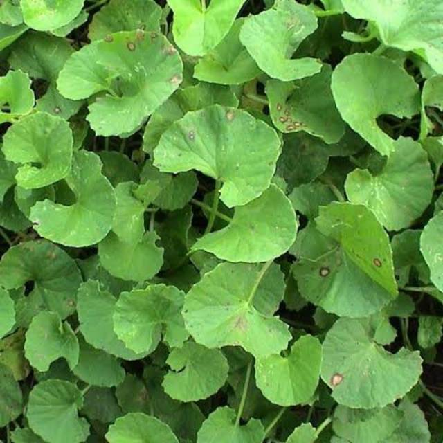

DAUN PEGAGAN SEGAR 100 GRAM