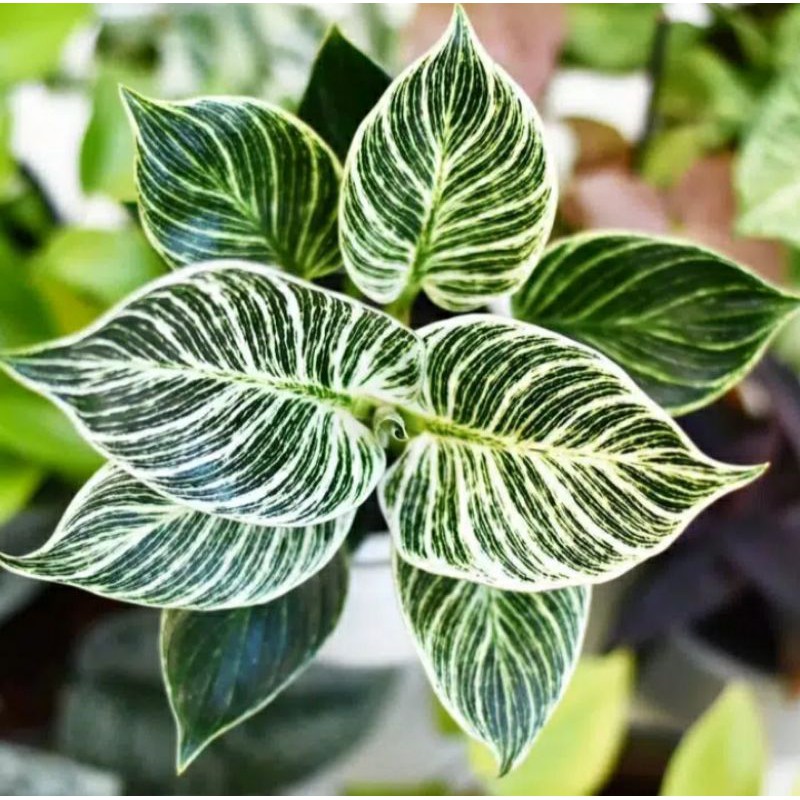 Pohon Hias Philodendron Birkin/Philo Birkin Rimbun