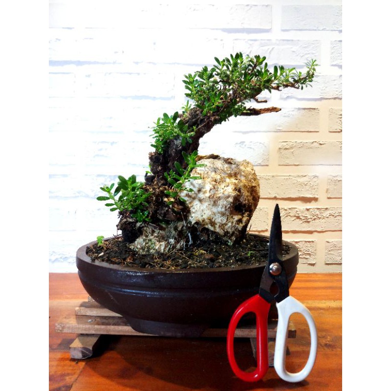 Bonsai Santigi on the rock