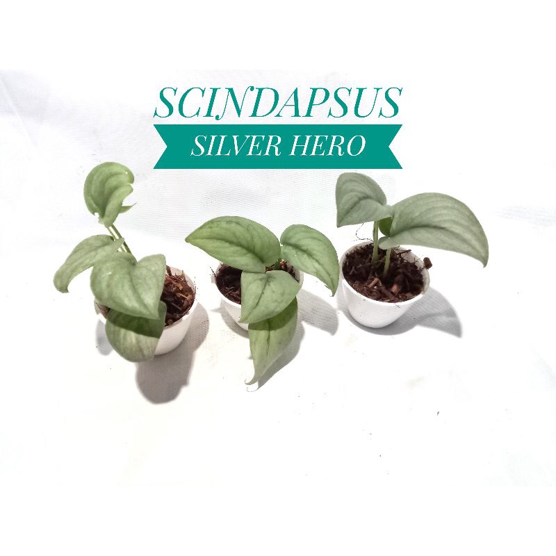 Scindapsus silver hero