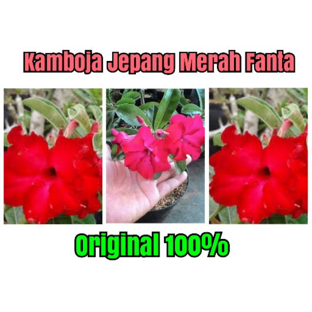 Bibit Kamboja Jepang Merah Fanta