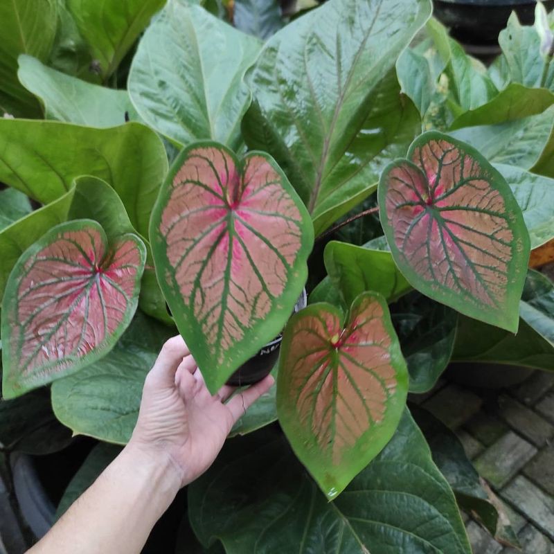 tanaman hias/Caladium tambuna/caladium import