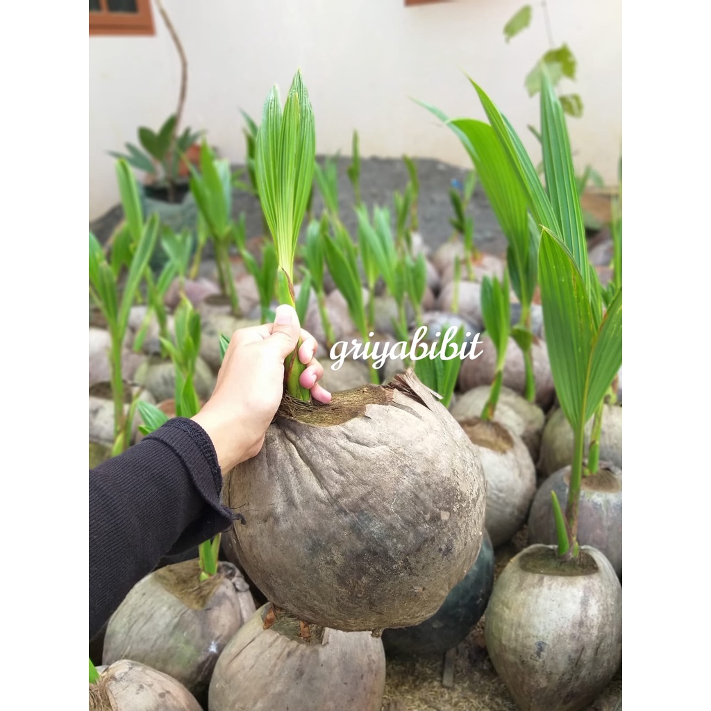 Bibit Kelapa Genjah Entog Super - Kelapa Genjah Entok Asli Purworejo