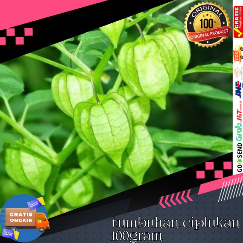 

Herbal tanaman ciplukan pohon cecenet