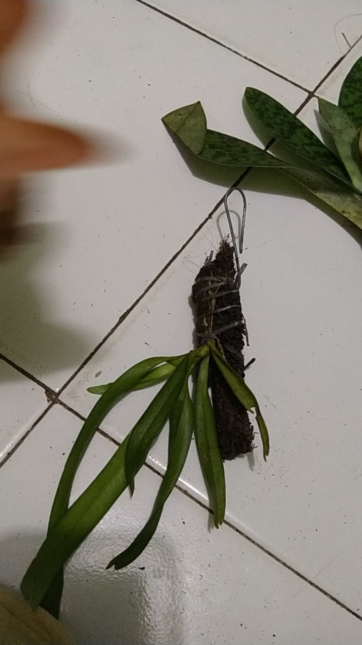 Sarcoglyphis Comberi