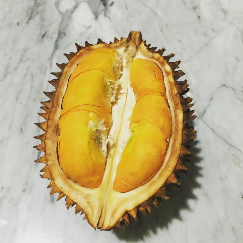 bibit durian D24 superunggul