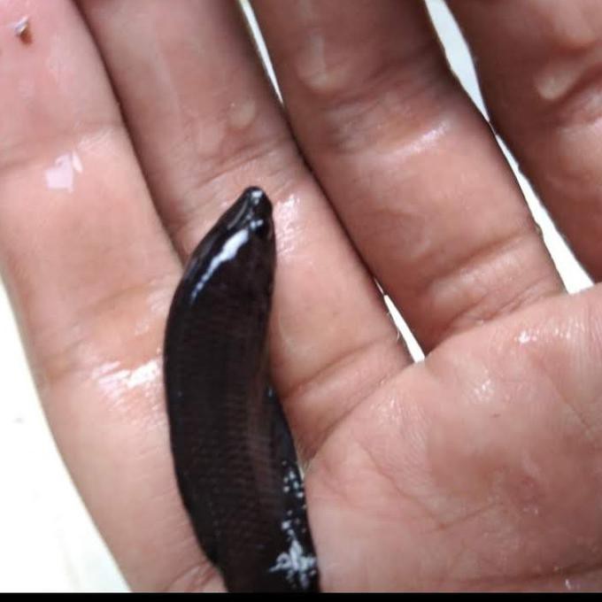 Terlaris Ikan Cupang Betina Super Black