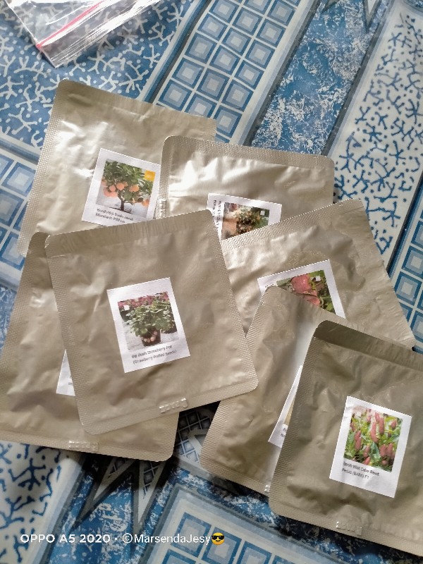 Biji Benih Bibit Jeruk Bonsai (orange Dwarf Seeds)