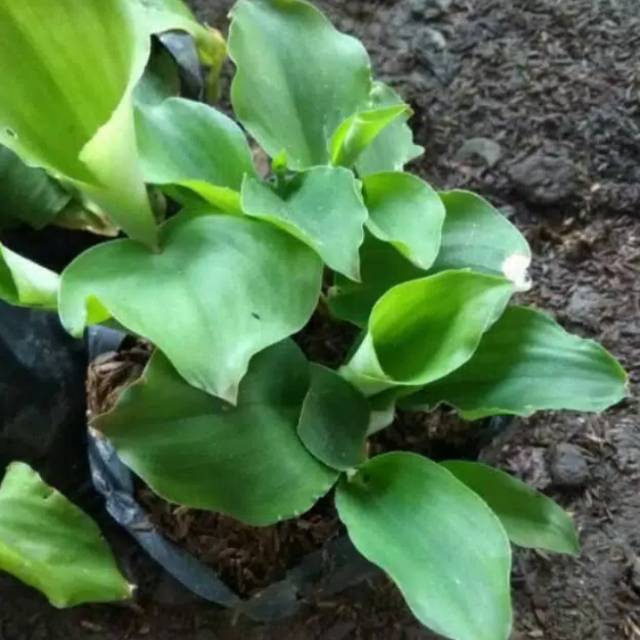 Tanaman herbal pohon kencur - Tanaman kencur