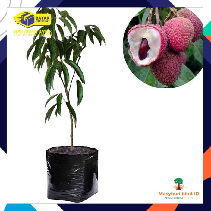 Bibit Leci Dataran Rendah