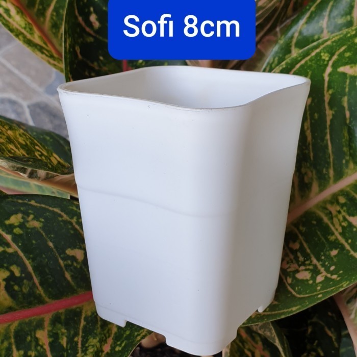 (LUSINAN) HDG SOFI KOTAK UK 8 : Pot Kotak Segi HDG SOFI (12pcs) Pot Sekulen Pot Mini Pot Kaktus