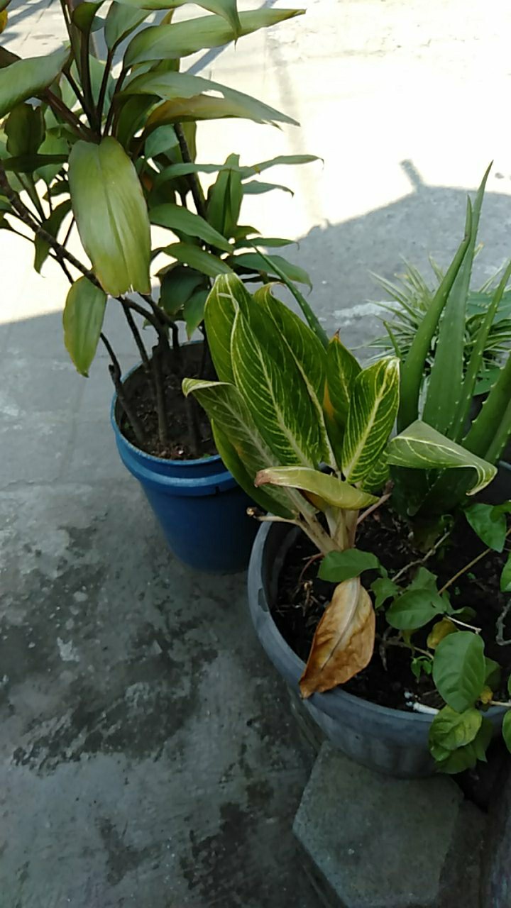 Gulungan Kawat Tembaga Warna Emas Silver Rose Gold Dan Merah Ukuran 0.2-1.0mm 600-30m Untuk Membuat Perhiasan Diy