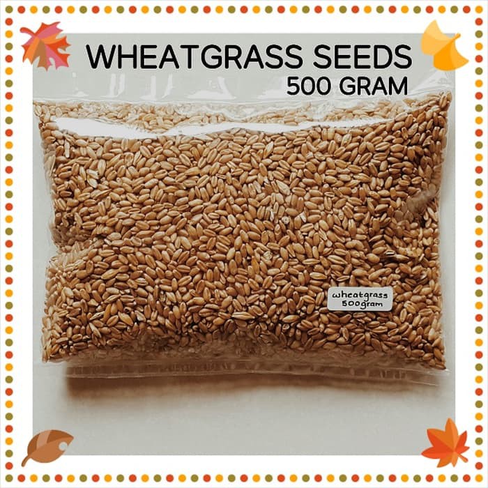 Jual Biji Benih Wheatgrass  Rumput Gandum  500 Gram Berkualitas