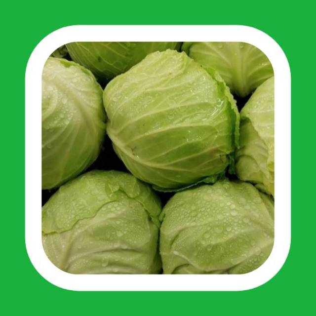

SAYURAN KUBIS/KOL TERMURAH