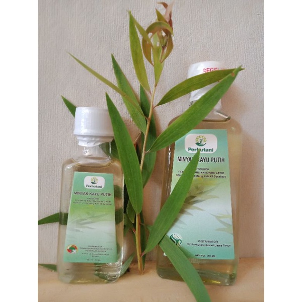 minyak kayu putih perhutani 100% asli