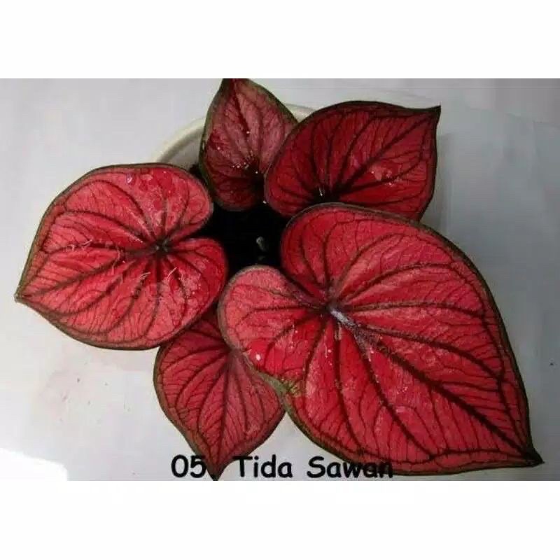 keladi tidaswan asli// bonggol keladi hias cantik Gardenfarm bibit siap tanam