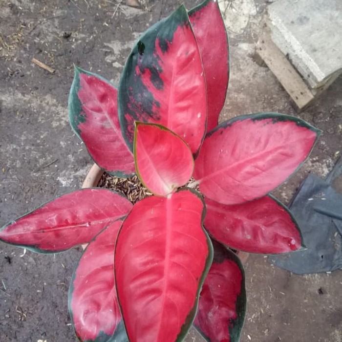 tanaman aglonema suksom jaipong , aglonema suksom