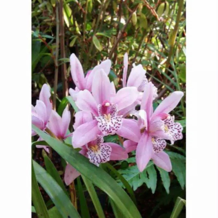 Anggrek Cymbidium Pink Totol