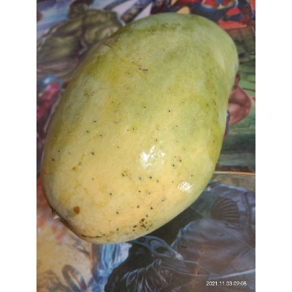 

mangga indramayu jenis santog madu enak