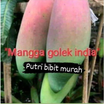 

mangga golek india